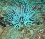 Des espèces peu connues