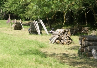  树木繁茂的地形 