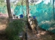 Paintball Forest