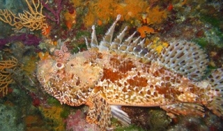 Seres nunca vistos antes 