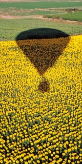  热气球和向日葵田 