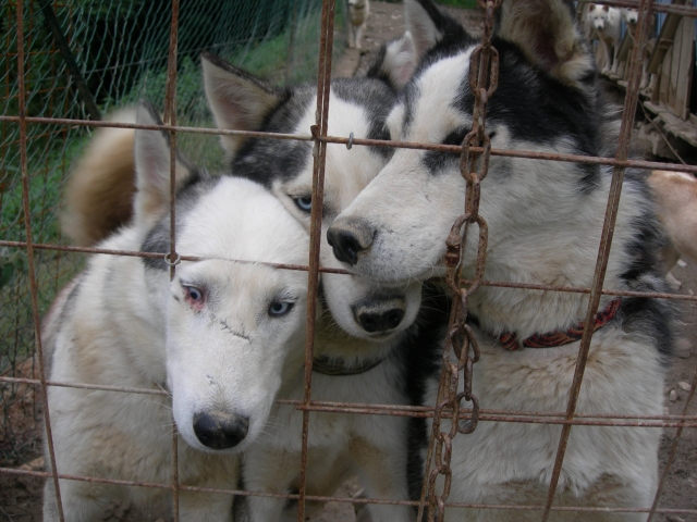 Ecco i nostri Husky 