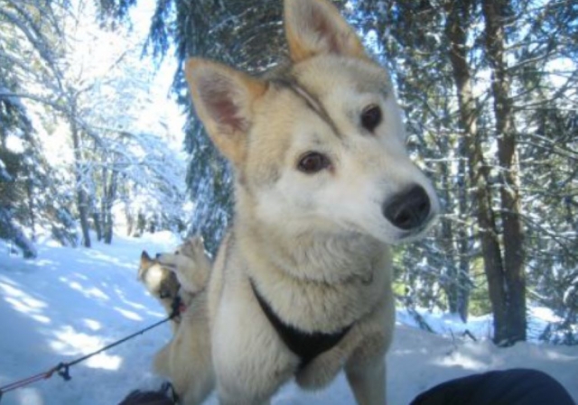  Trineo tirado por perros por la montaña