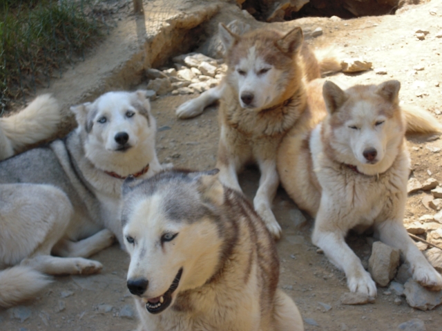  Algunos perros de nuestra manada 