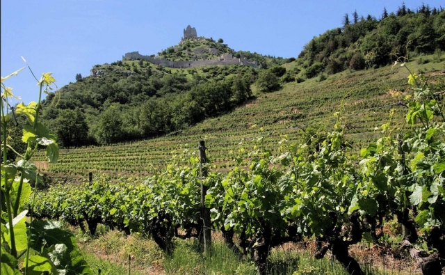  Vinhas e descobertas