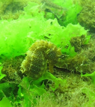  Buceo orgánico en Sete 