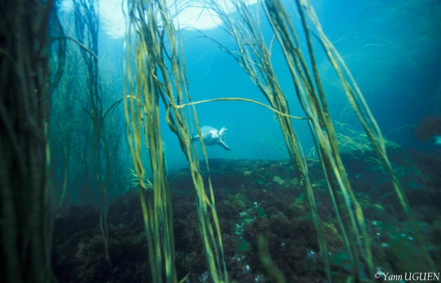  Seal in the Iroise Sea 