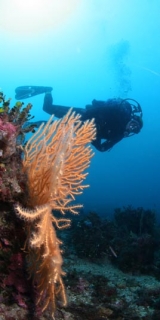  Emociones fuertes en 20.000 lugares bajo el mar 