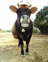 Vive la ferme du Dolmen