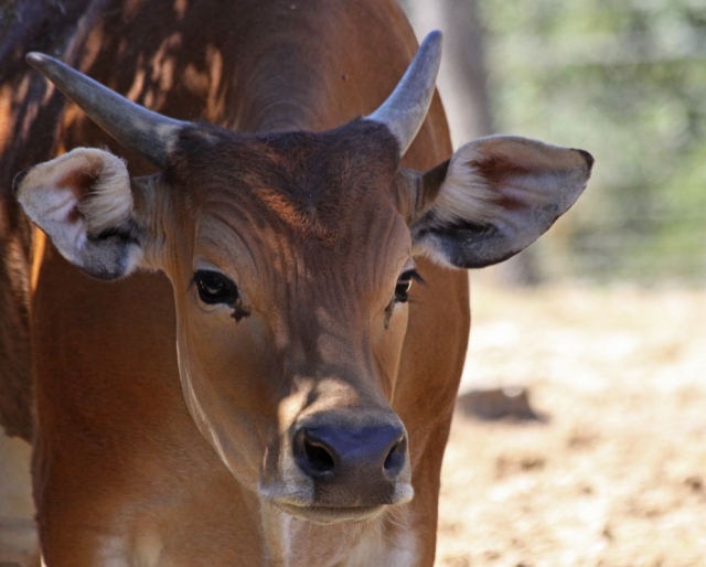 Banteng at the Montpellier Zoo 