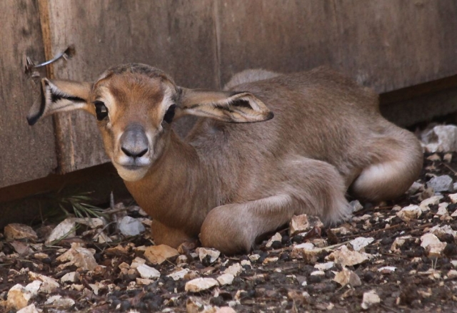  Many births 