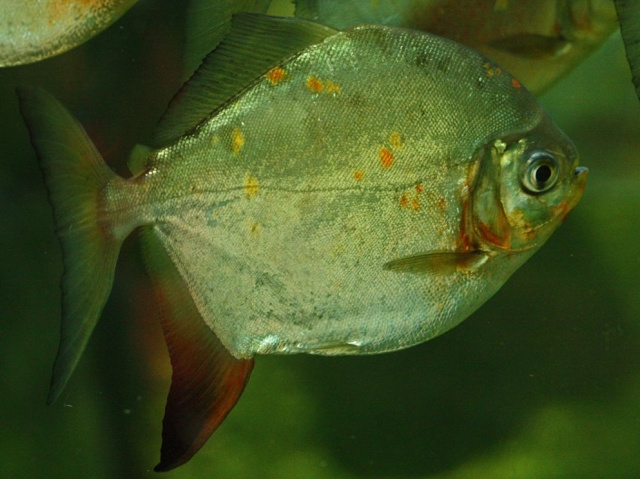  Many fish 
