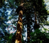 Des emotions en pleine foret