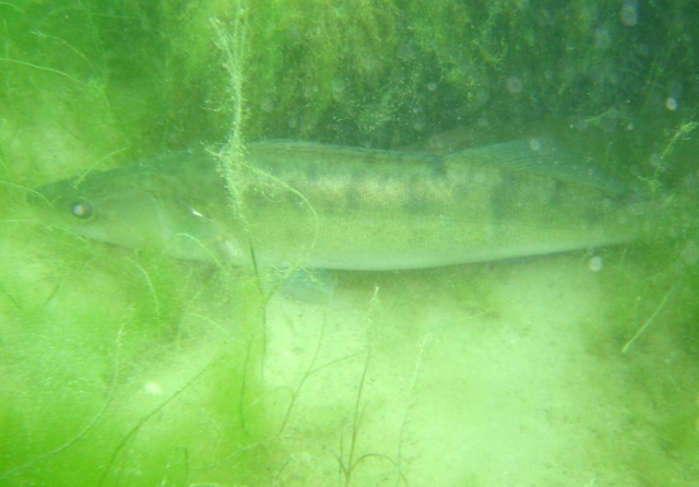  To the discovery of the fauna and the underwater flora 