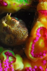  阿卡雄动植物群 