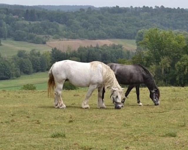  Nuestros caballos te esperan. 