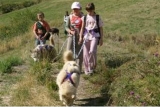 Cani Trekking nelle Hautes Alpes 
