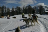  Cani da slitta nelle Hautes Alpes 