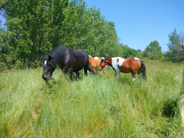Sortie cheval en Tourraine