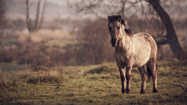  Elige tu pony para tu caminata 