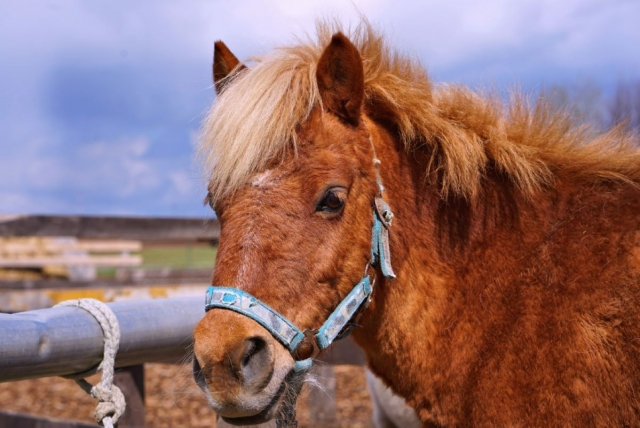  Nuestro shetland está impaciente por hacerte descubrir los senderos más hermosos en Val d'Oise