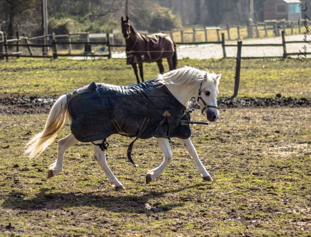  Descubre nuestros caballos 