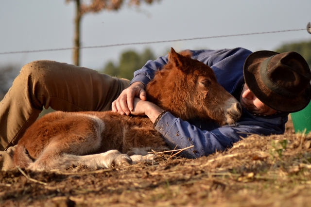  Amore per gli equini 
