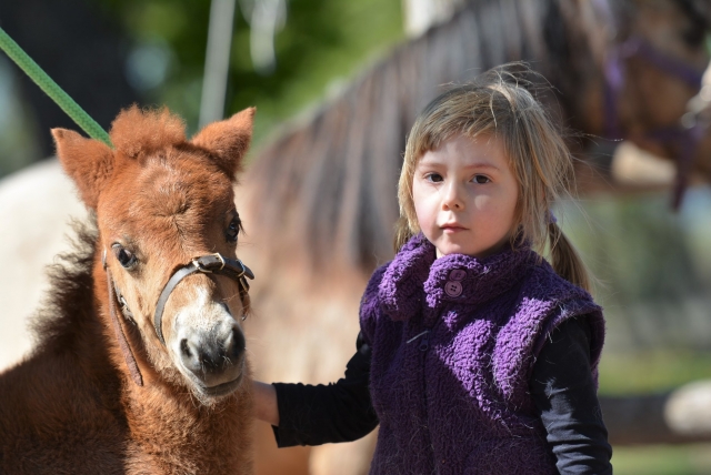  Giro in pony a Mazan 
