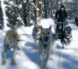 chiens de traineau takamaka