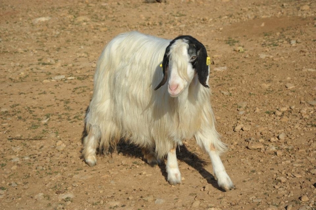  Chevre maltese