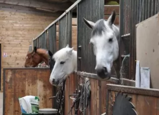 Brette Equitation