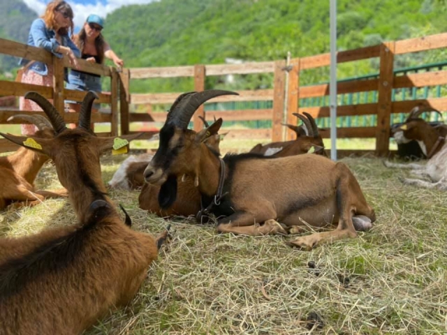  Rest on the farm 