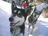  mushing and sled dogs