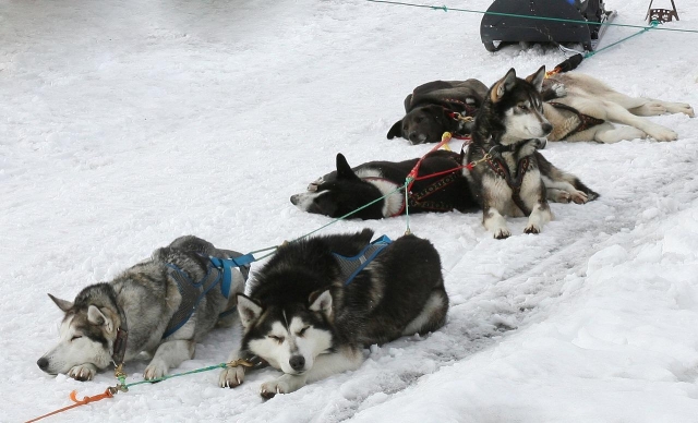  Descanso de perritos 