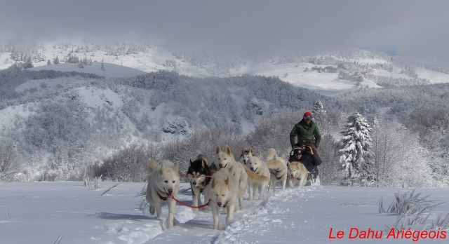 Balade en chien de traineau