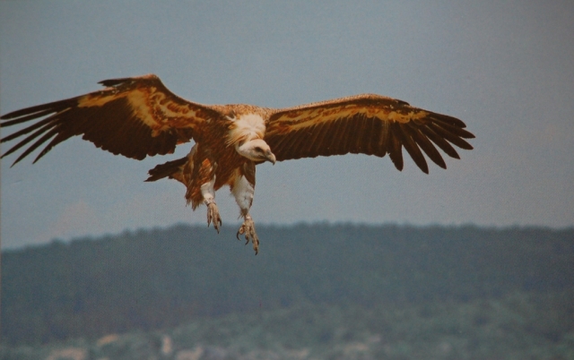  秃鹰飞行的魔力 