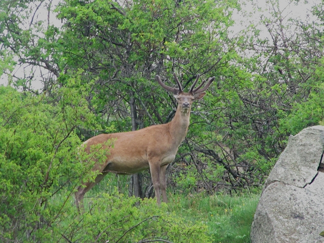  Cervo 