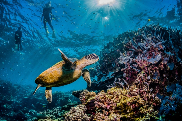  Descoberta da biodiversidade 