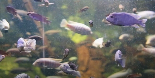  Acquario 