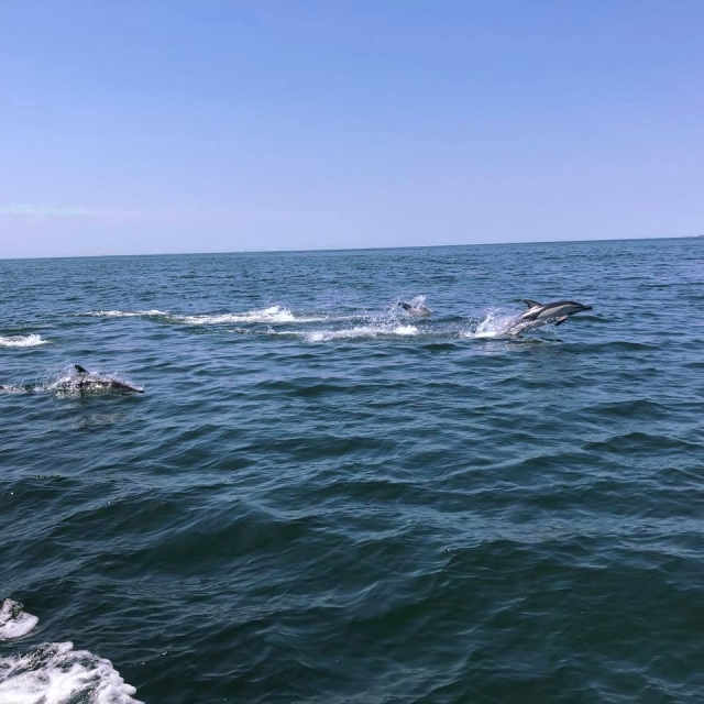  Observación de delfines gracias a nuestro barco alquilado 
