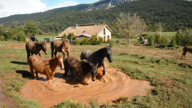 Cavalos que relaxam até o Meadow 