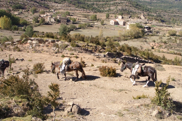  Mules de Bât 