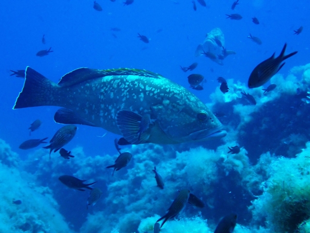  Fascinating biodiversity 