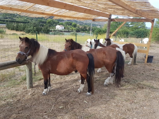  Ponys warten auf ihre Reiter 