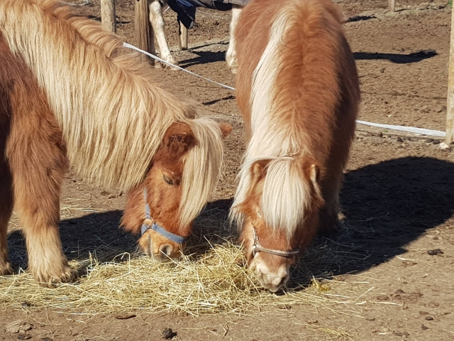  Ponys auf der Koppel 