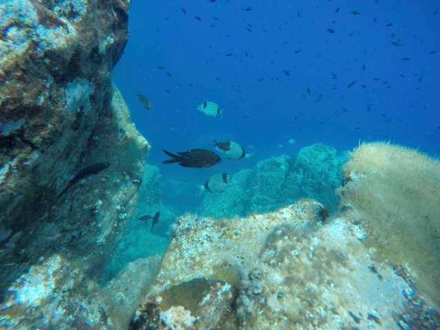  Mergulho com snorkel em Cargèse 