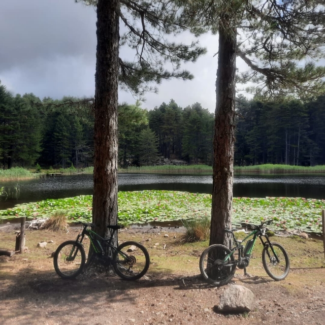 Velo posé sur des arbres 