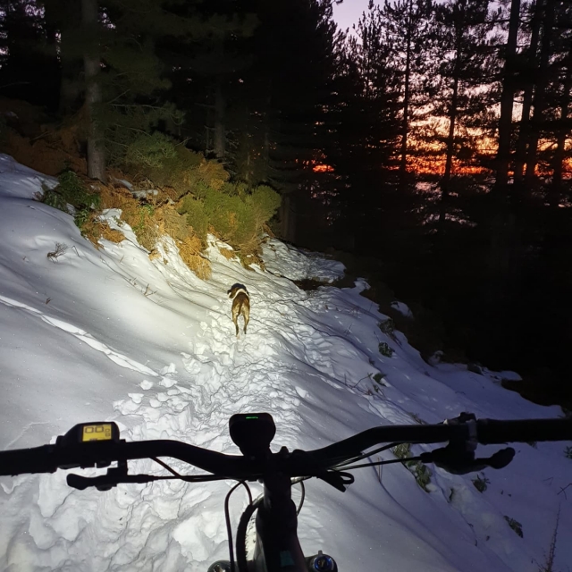  与狗一起在雪地里骑夜间自行车 