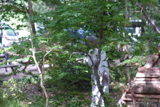 Versteckt zwischen den Bäumen 