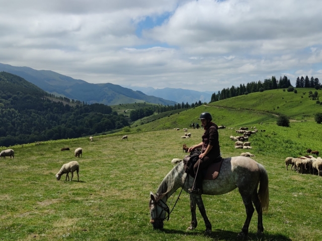  ¡Desacuades para el grupo y los caballos!  